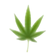 Cannabis perfumes