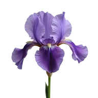 Iris akorlu parfümler