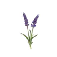 Lavender perfumes