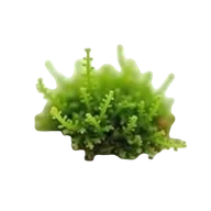 Mossy perfumes