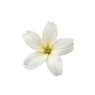 Tuberose perfumes