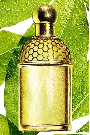 Guerlain Aqua Allegoria Laurier - Reglisse parfüm şişesi