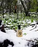 Solstice Scents Snowmint Mallow perfume bottle
