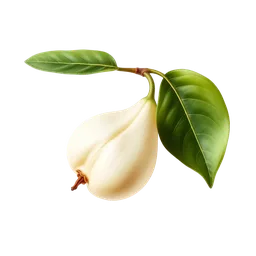 Perfumes with Akebia fruit