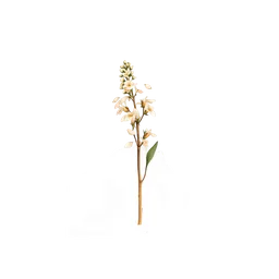 Perfumes with ambrarome