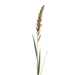 Perfumes with Ammophila (beach grass)