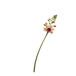 Perfumes with Ammophila