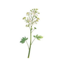 Perfumes with Angelica