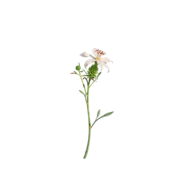 Perfumes with Anise
