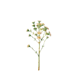 Perfumes with Artemisia