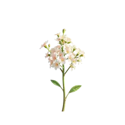 Baby’s Breath notası olan parfümler