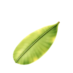 Perfumes with banana leaf