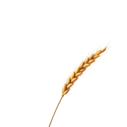 Perfumes with Barley
