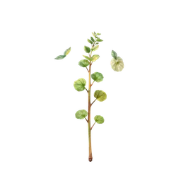 Perfumes with Barrenwort