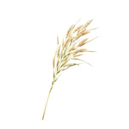 Perfumes with Beach grass