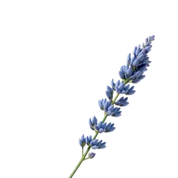 Perfumes with Blue Lavender