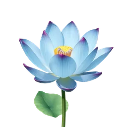 Perfumes with blue lotus