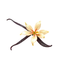 Perfumes with Bourbon Vanilla