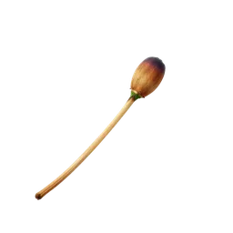 Perfumes with Burnt Match