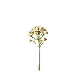 Perfumes with Butomus umbellatus