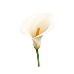 Perfumes with Calla Lily
