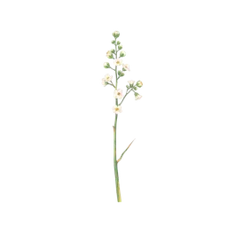 Perfumes with Cascarilla
