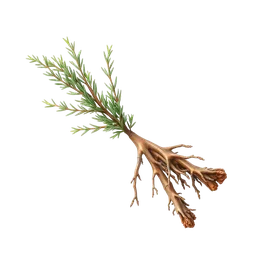 Perfumes with Cedar Roots