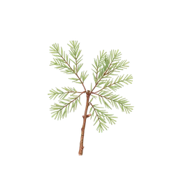 Perfumes with Cedar