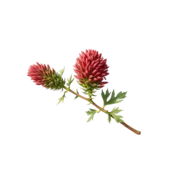 Celosia notası olan parfümler