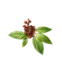 Perfumes with Ceylon Spices