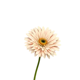 Perfumes with Chrysanthemum
