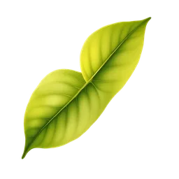 Perfumes with Citrus Leaf
