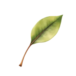 Perfumes with clove leaf