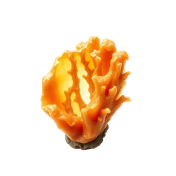 Perfumes with Coral Amber
