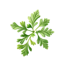 Perfumes with Coriander Leaf