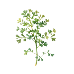 Perfumes with Coriander