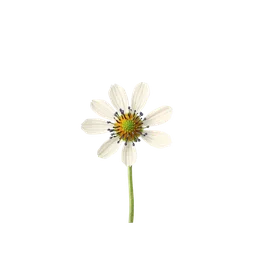 Perfumes with Cornflower or Sultan seeds