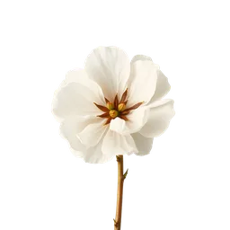 Perfumes with Cotton Flower