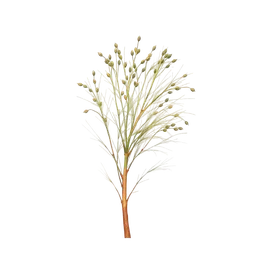 Cyperus esculentus notası olan parfümler