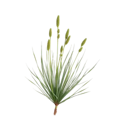 Perfumes with Cyperus Scariosus