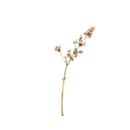 Perfumes with Desert Sagebrush