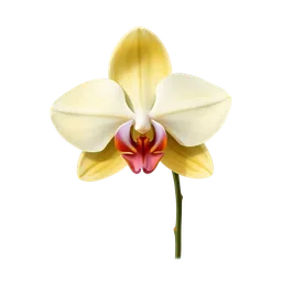 Perfumes with Diamond Orchid