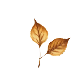 Perfumes with Dried Fallen Leaves