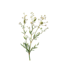 Dyer’s Greenweed notası olan parfümler
