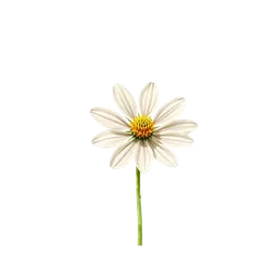 Perfumes with edelweiss