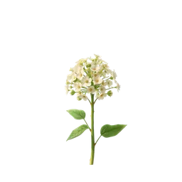 Perfumes with Elderflower