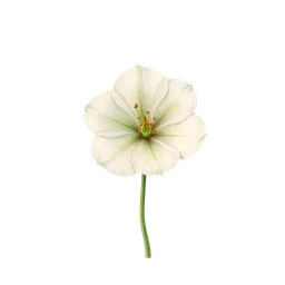 Eustoma | Lisianthus notası olan parfümler