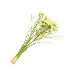Perfumes with Fennel
