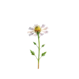 Perfumes with Field scabious