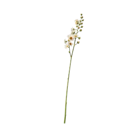Perfumes with flax